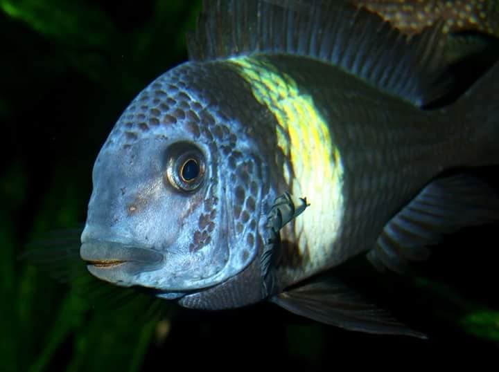 Tropheus duboisi 'Maswa'